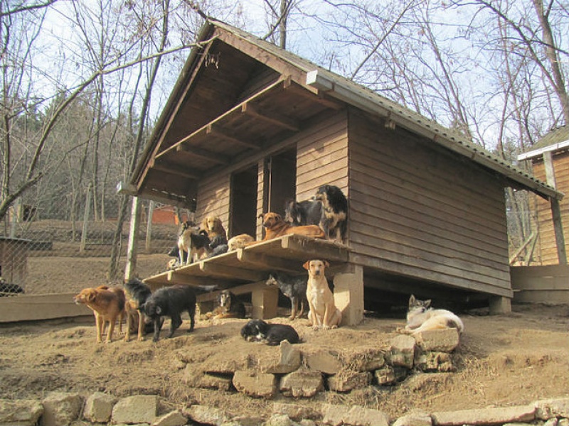 Photo Parrainage participatif pour un camion d'association de Protection Animale